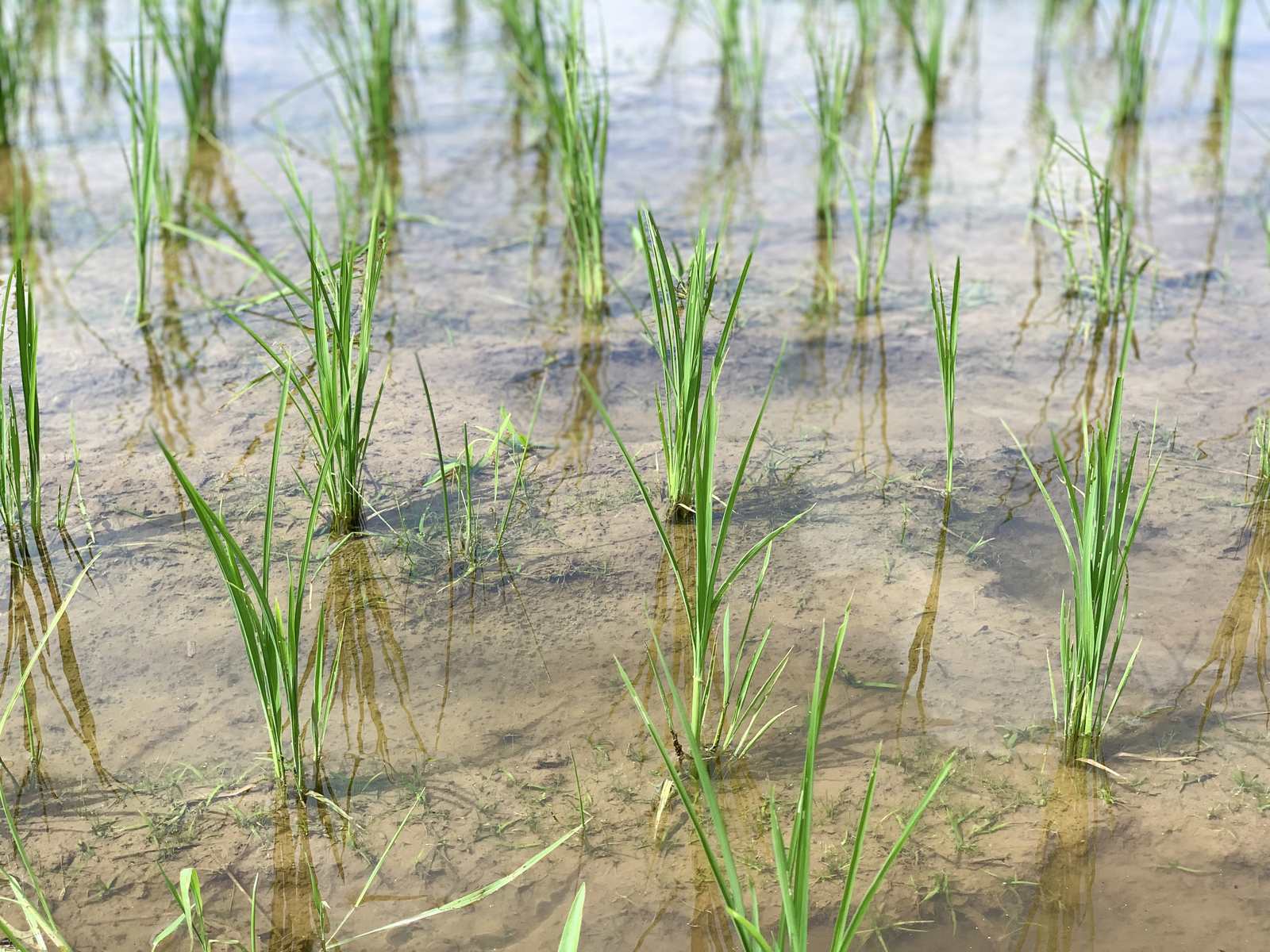 無農薬・低農薬の原料米を育てる 日本酒蔵元主催の「草取り援農の会」体験レポート！ 長野伊那谷観光局